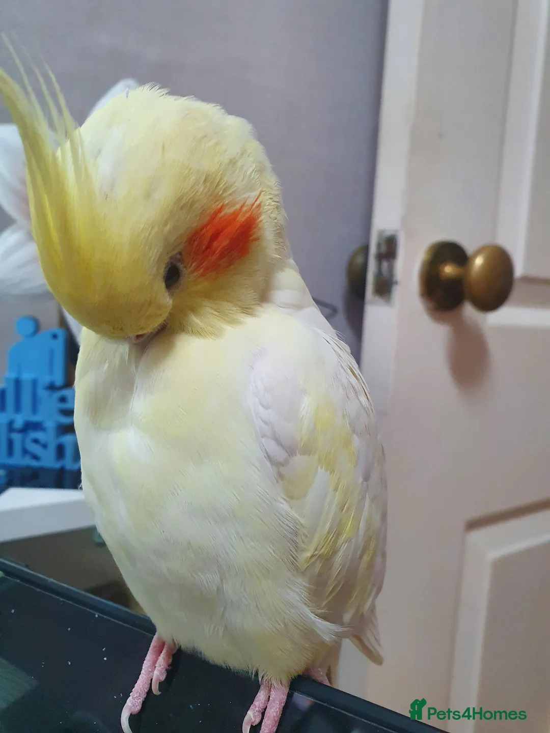 Cockatiels birds for sale: TAMED PAIR COCKATIELS (includes everything) in Stalybridge - Advert 2
