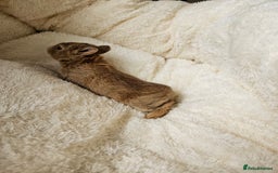 Netherland Dwarf rabbits for sale: Netherland Dwarf bunnies - Image 5