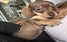 Miniature Dachshund dogs for sale: Last 3 beautiful mini dachshunds - Image 1