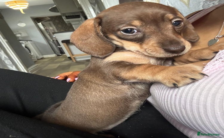 Miniature Dachshund dogs - Advert 1