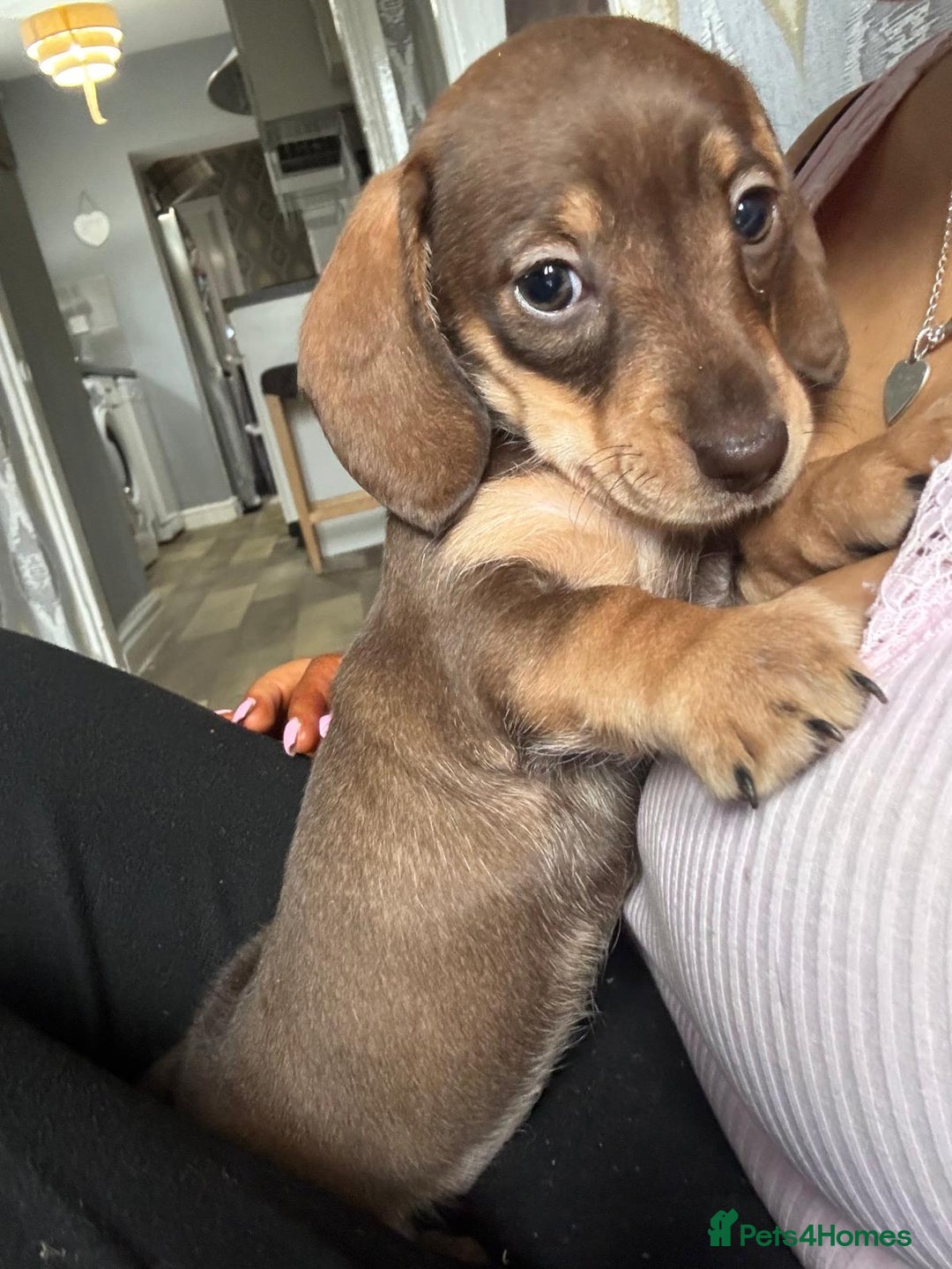 Miniature Dachshund dogs for sale: Last 3 beautiful mini dachshunds - Image 1