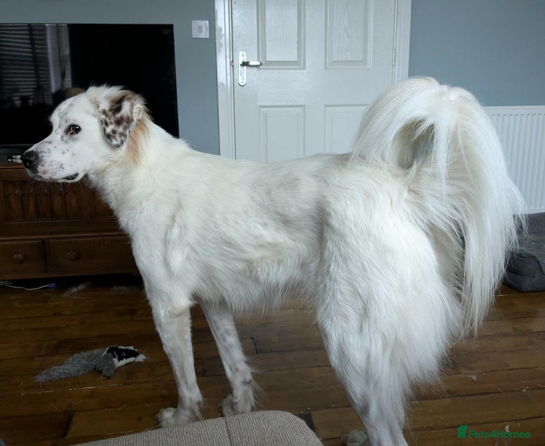 Mixed Breed dogs for adoption: Ned needs someone to believe in him 💙 - Advert 3