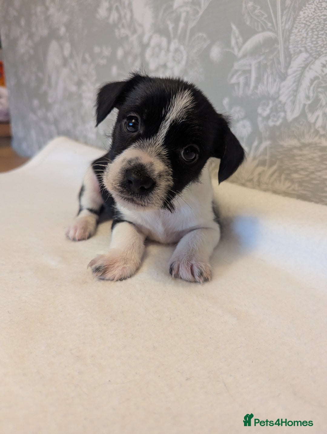 Jack Russell dogs for sale: Jack Russell puppies  - Advert 6