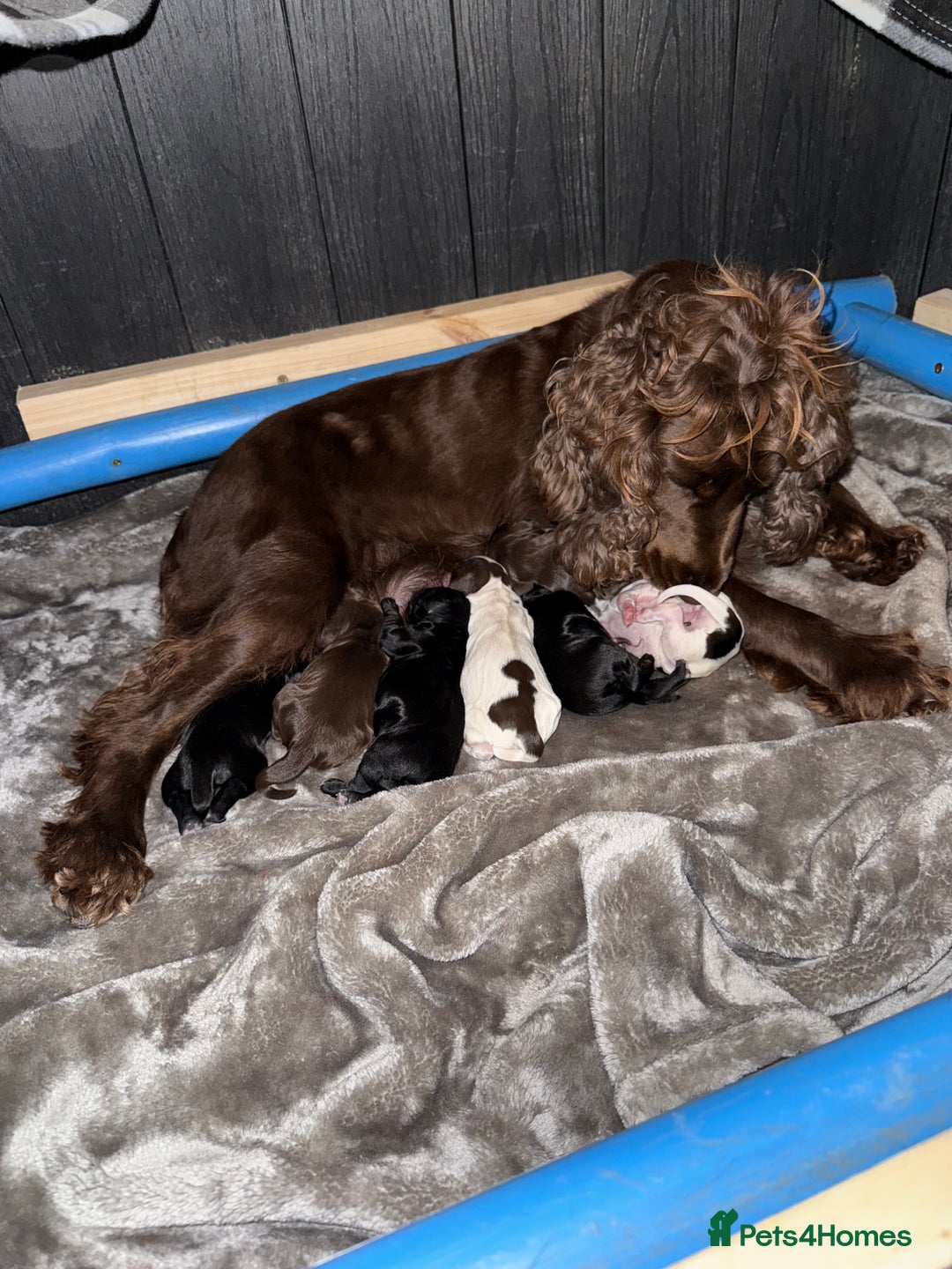 Cocker Spaniel dogs for sale: 7 cocker spaniel puppies for sale  - Advert 10