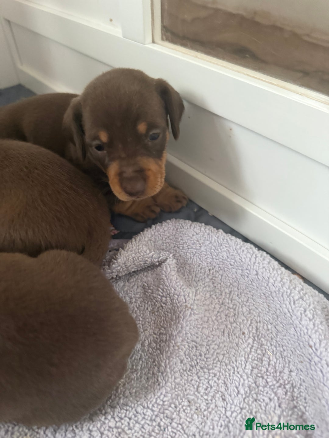 Miniature Dachshund dogs for sale: Gorgeous miniature dachshunds   - Advert 3