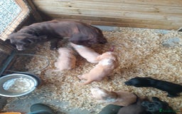 Cocker Spaniel dogs for sale: Hereditary clear working cocker spaniels - Image 4