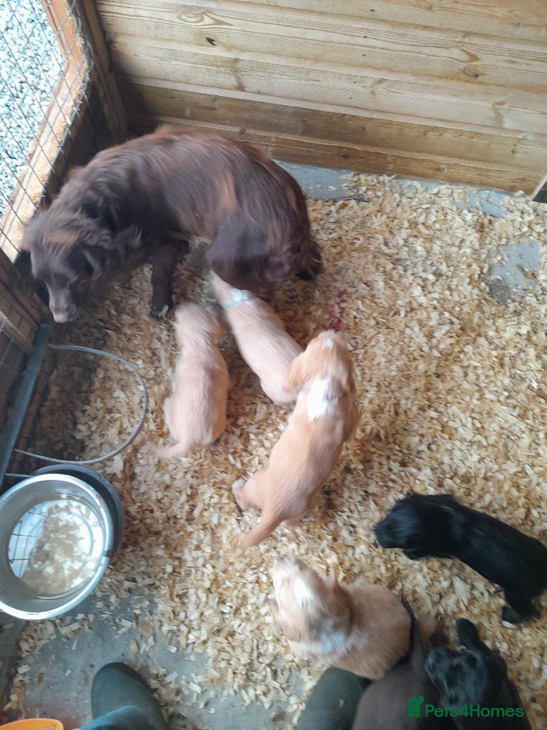 Cocker Spaniel dogs for sale: Hereditary clear working cocker spaniels - Image 4