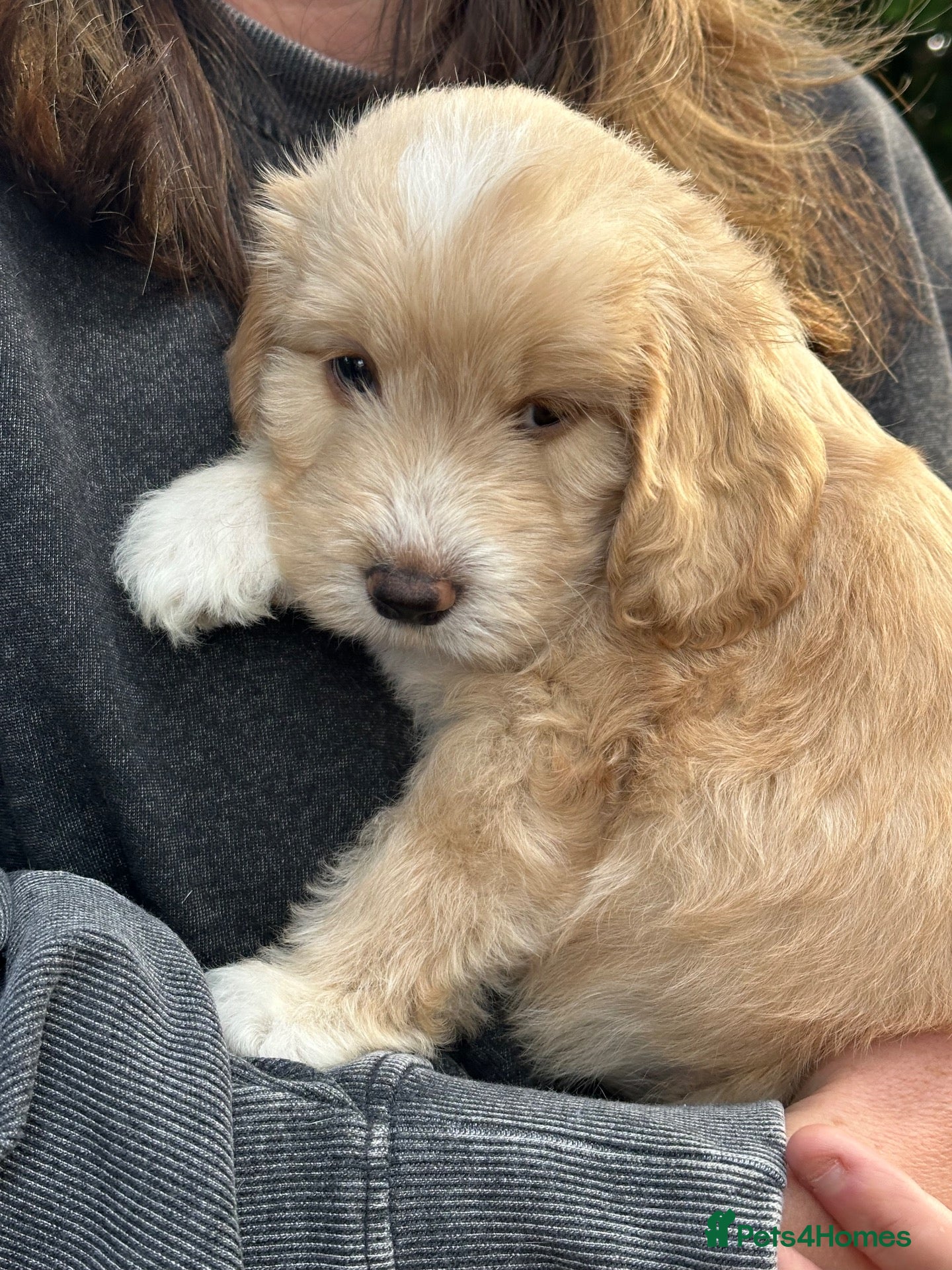 Mixed Breed dogs Unique sheepadoodle mix  - Advert 21