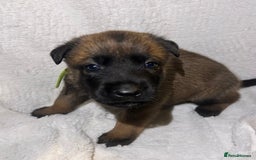 Belgian Shepherd Dog dogs for sale: Belgian malinois puppies  - Image 3