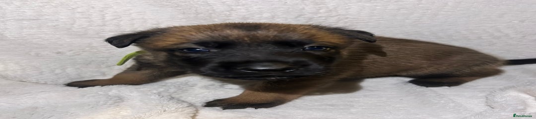 Belgian malinois yellow