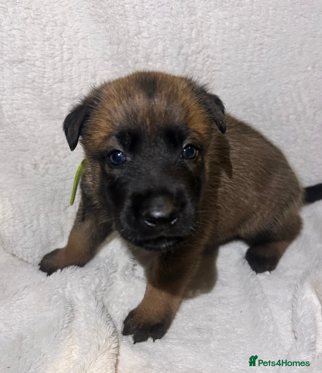 Belgian Shepherd Dog dogs for sale: Belgian malinois puppies  - Image 3