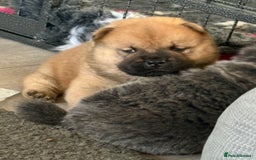 Chow Chow dogs for sale: Quality chow chow pups - Image 33