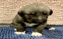 Mixed Breed dogs for sale: WOLFADOODLE F1B REVERSE. IRISH WOLFHOUND X  - Advert 22