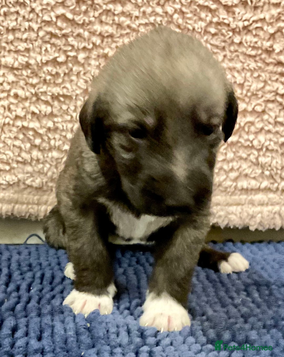 Mixed Breed dogs for sale: WOLFADOODLE F1B REVERSE. IRISH WOLFHOUND X  - Advert 22