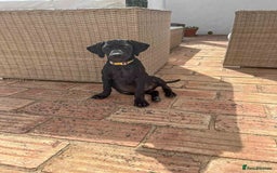 Mixed Breed dogs for adoption: Sweet Little Sprout - Image 3