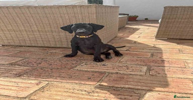 Mixed Breed dogs - Advert 8