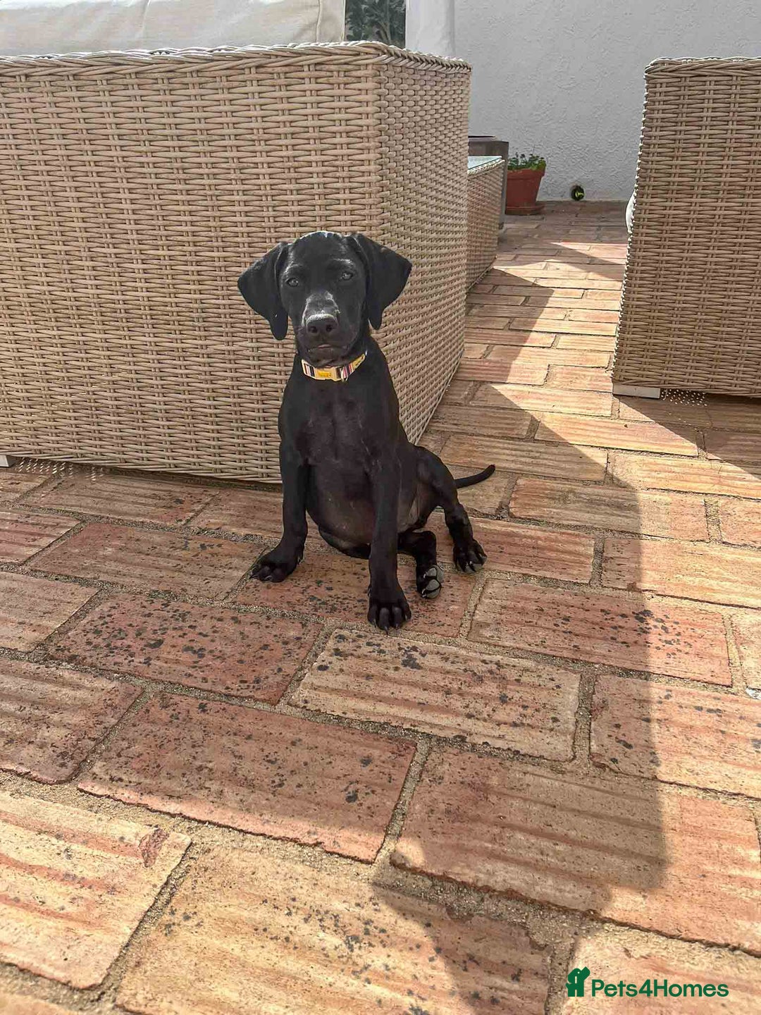 Mixed Breed dogs for adoption: Sweet Little Sprout - Image 3