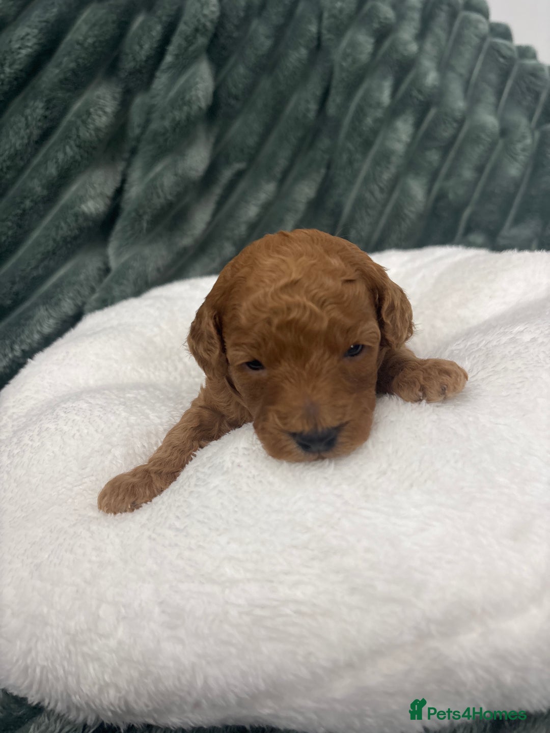 Toy Poodle dogs for sale: Kc reg Dna Tested Toy Poodle Puppies  - Advert 6