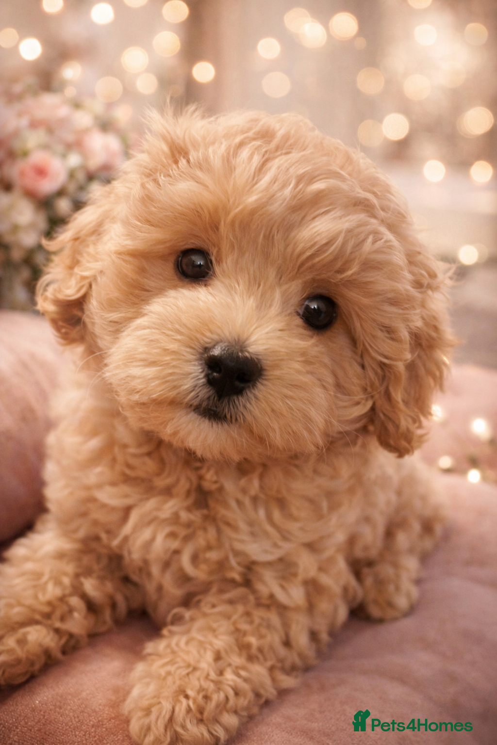 Maltipoo dogs Gorgeous Maltipoo  - Advert 11