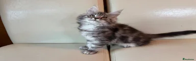 Maine Coon Kitten 4