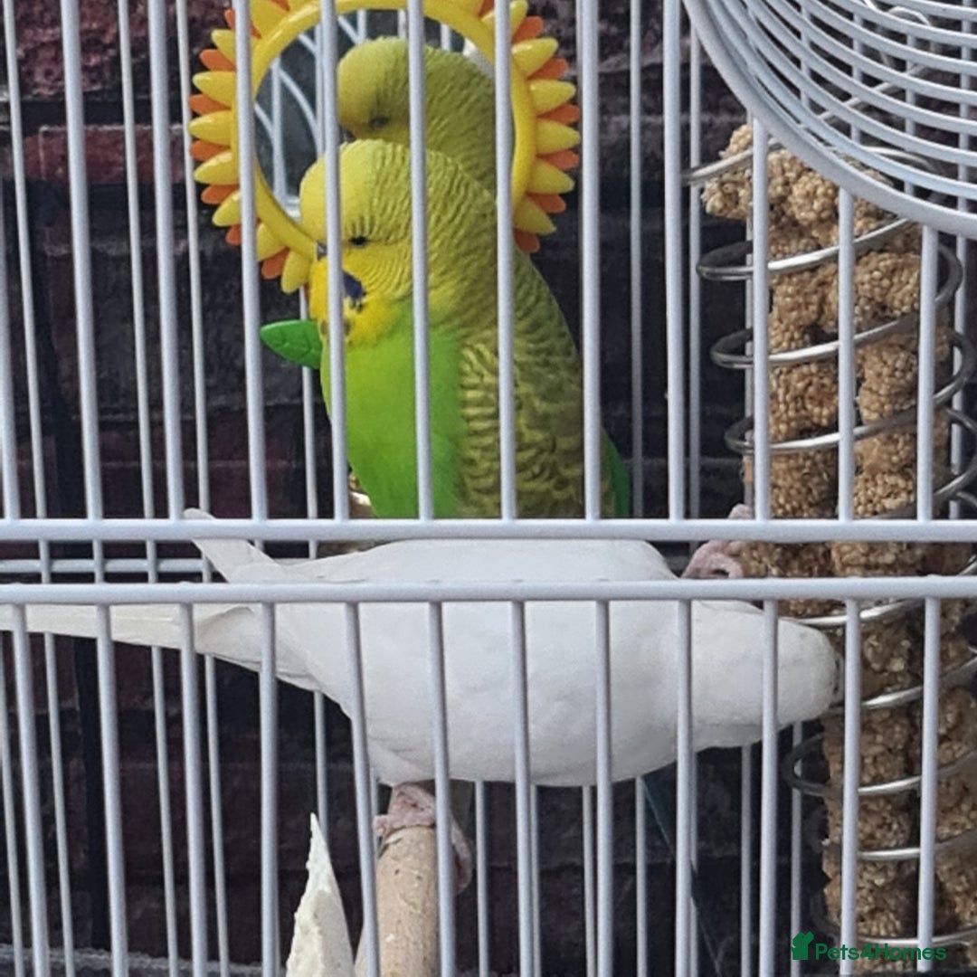 Budgerigars birds for sale: Budgies  - Image 5