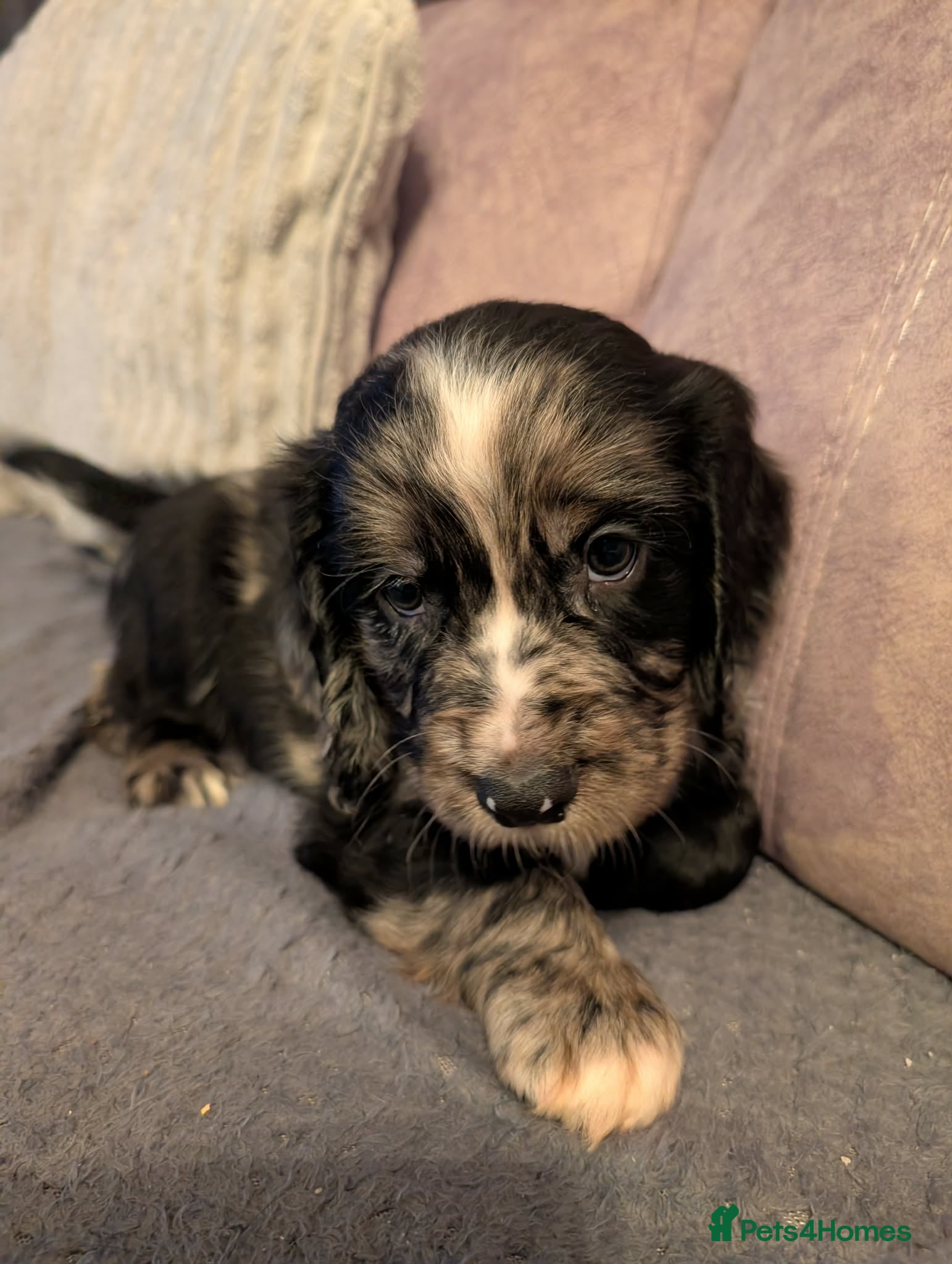 Cocker Spaniel dogs 💛 Cocker Spaniel Puppies - Ready 4th January 💛 - Advert 3