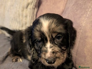 Cocker Spaniel dogs 💛 Cocker Spaniel Puppies - Ready 4th January 💛 - Advert 1