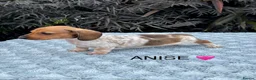Miniature Dachshund dogs for sale: Pure Russian Piebald Miniature Smooth Dachshunds  - Advert 3