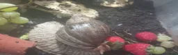 Snails invertebrates for sale:  Fulica albino giant African land snail  - Advert 3