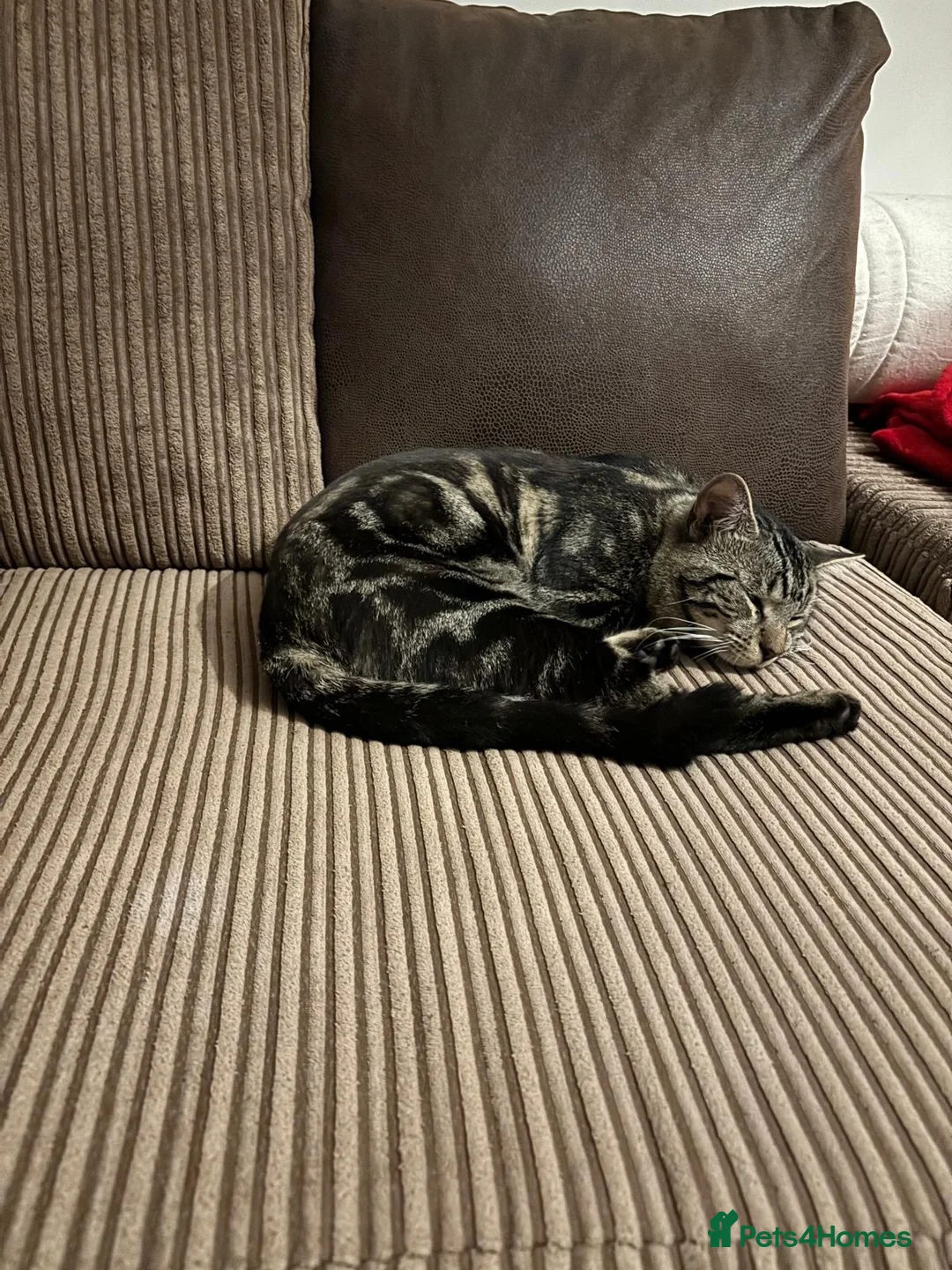 American Shorthair cats for sale: Loving cats in London - Advert 2
