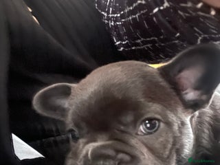 French Bulldog dogs - Advert 3