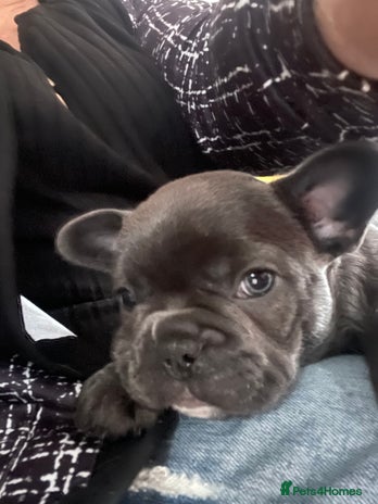 French Bulldog dogs - Advert 16