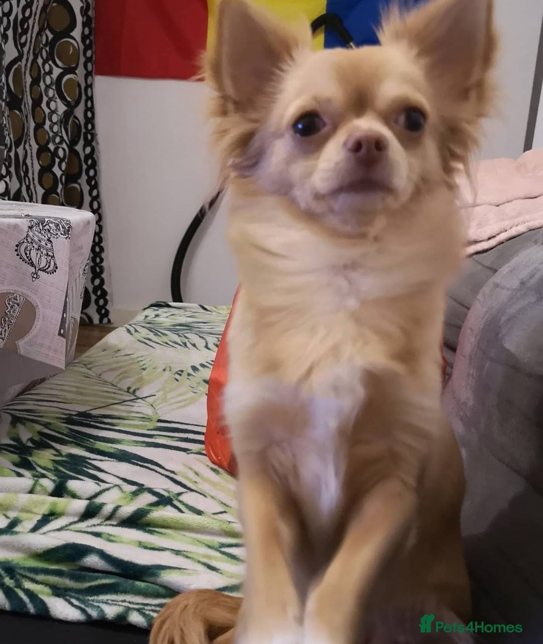 Chihuahua dogs for sale: KC Chihuahua Baby Girls - Advert 3