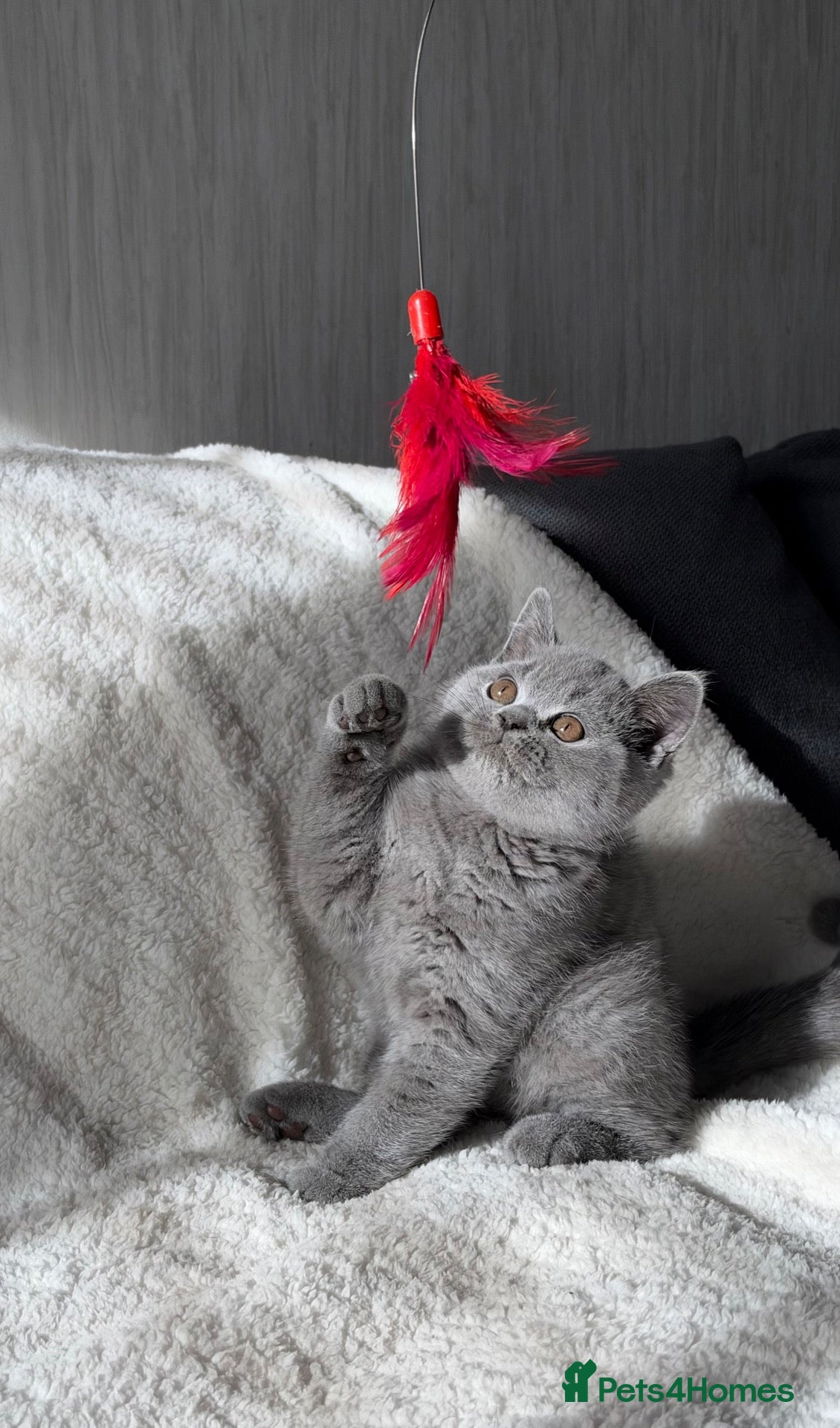 British Shorthair cats TWO ACTIVE GIRL AVAILABLE GCCF BSH  - Advert 1