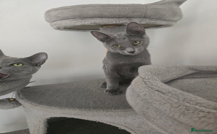 Russian Blue cats - Advert 3