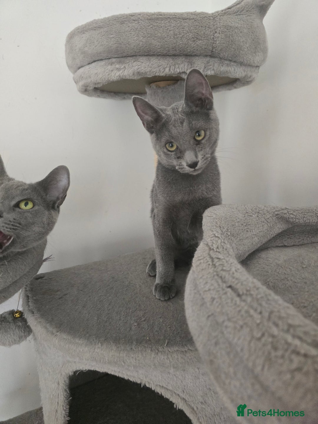 Russian Blue cats for sale: One girl left, gccf, pedigree  - Image 1