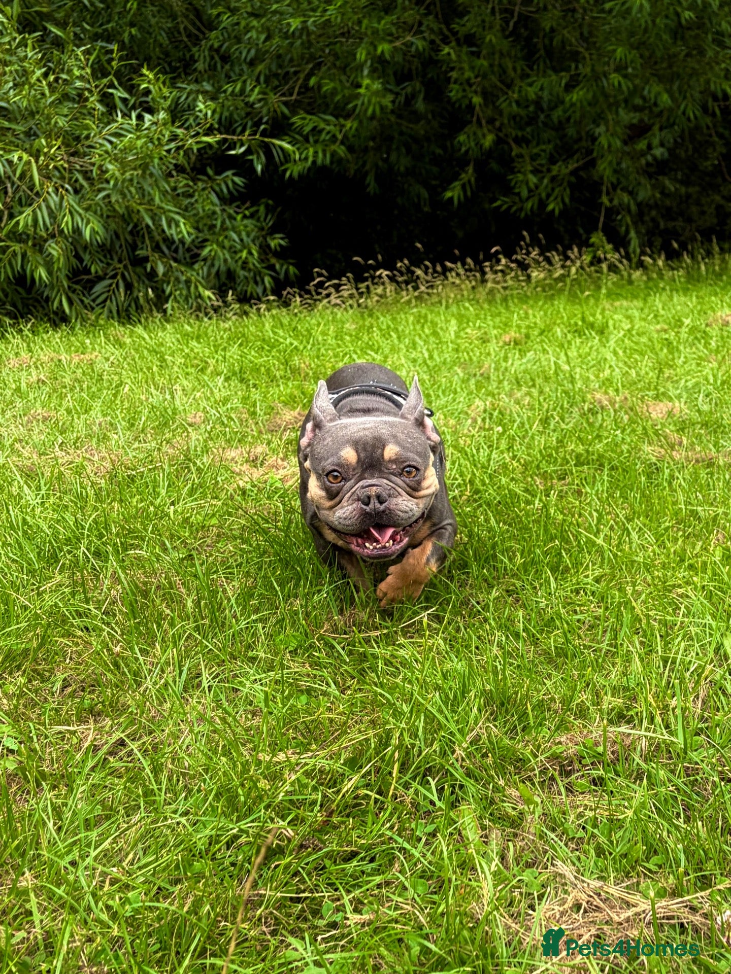 French Bulldog dogs Gorgeous French Bulldog - Advert 1