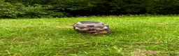 French Bulldog dogs for sale: Gorgeous French Bulldog - Advert 1