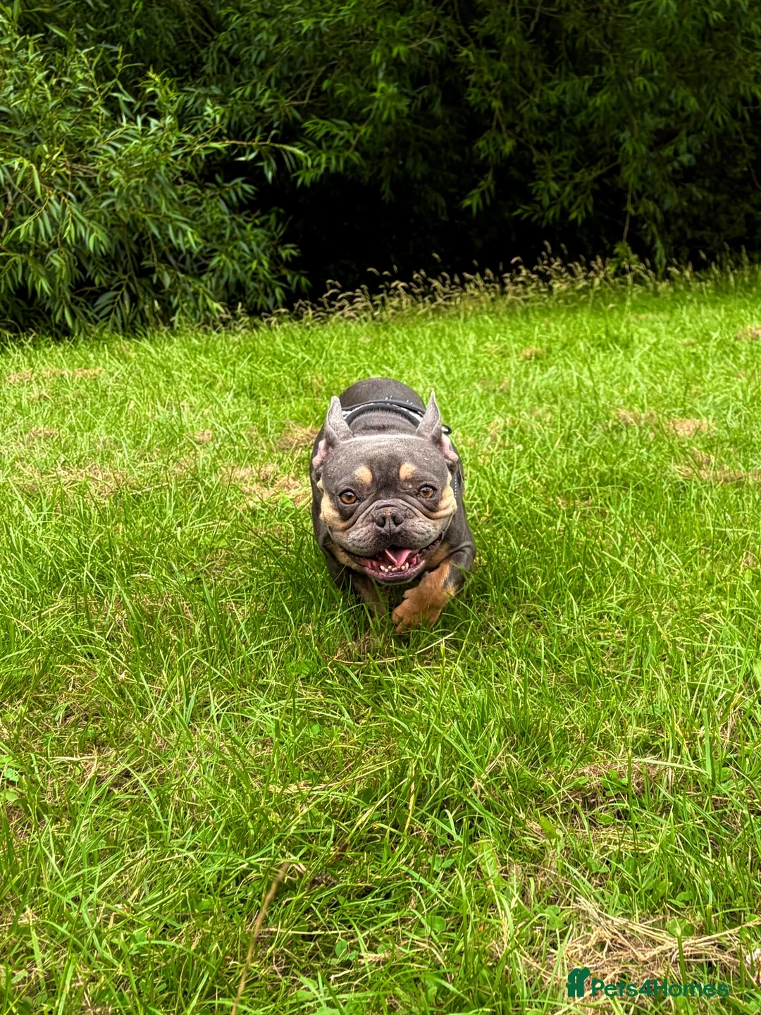 French Bulldog dogs for sale: Gorgeous French Bulldog - Advert 1