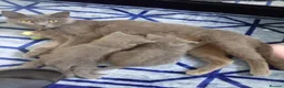 Mixed Breed cats for sale: 3 gorgeous kittens  - Advert 1