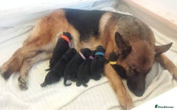 German Shepherd dogs for sale: 7 week old KC German Shepard.  - Image 5