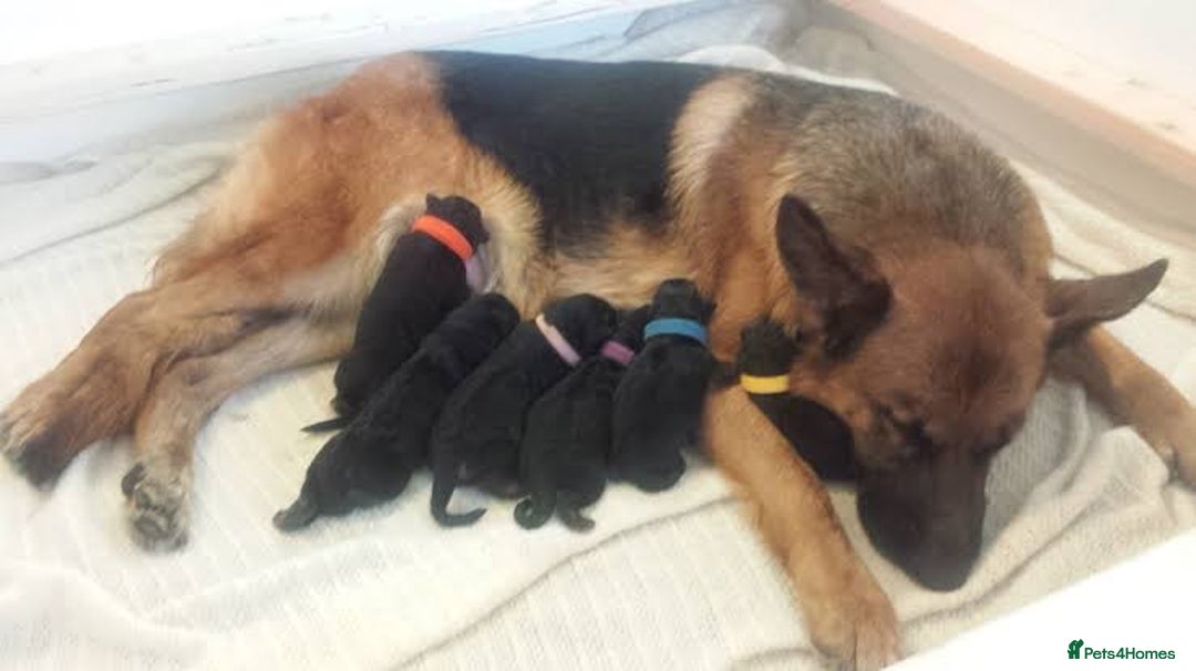 German Shepherd dogs for sale: 7 week old KC German Shepard.  - Image 5