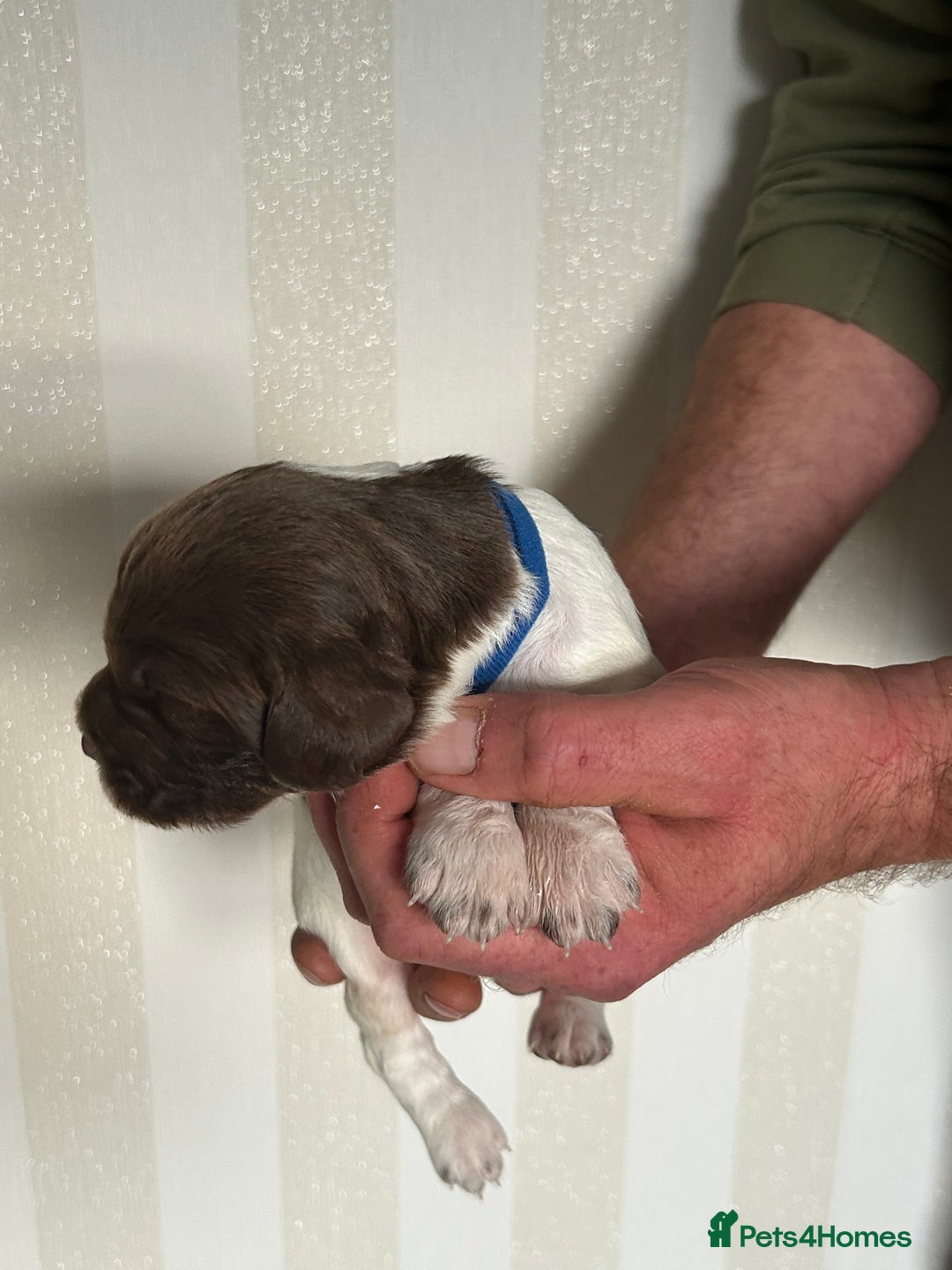 English Springer Spaniel dogs for sale: Gorgeous English Springer Spaniel Puppies - Advert 10