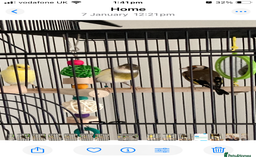 Finches birds for sale: Finches x 3 including Cage - Advert 5