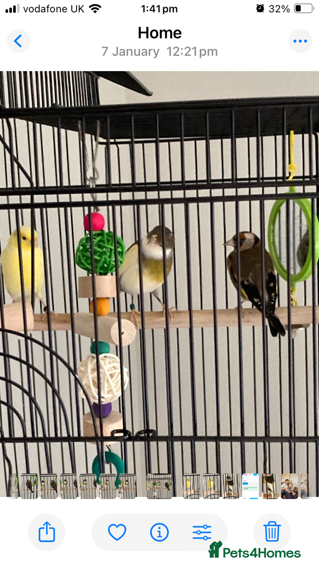 Finches birds for sale: Finches x 3 including Cage - Advert 5