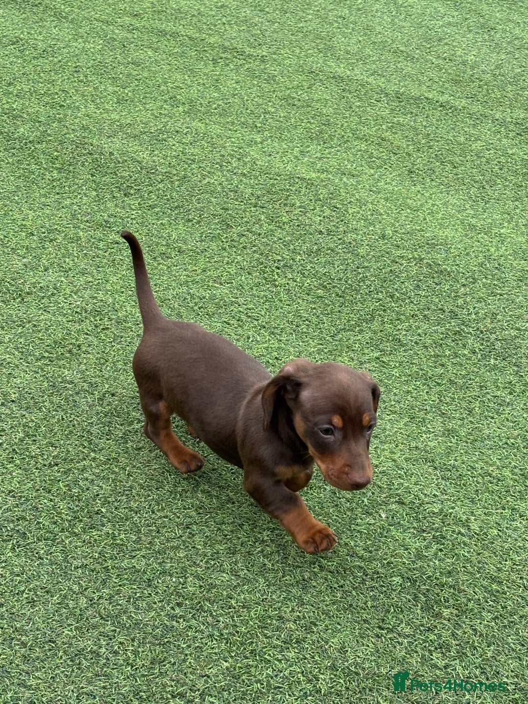 Miniature Dachshund dogs for sale: Miniature dachshunds - Image 12