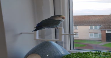 Lovebirds birds - Advert 10