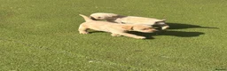Labrador Retriever dogs for sale: Labrador puppys - Advert 5