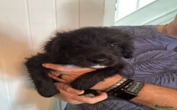 Mixed Breed dogs for sale: Cockerpoo x bordercollie puppies - Image 2