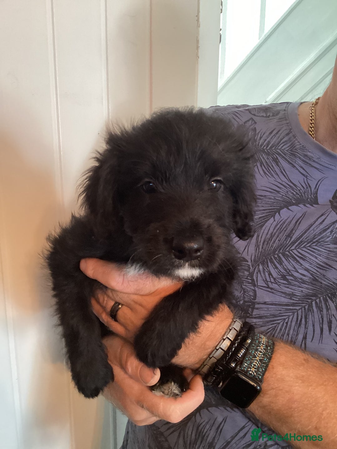 Mixed Breed dogs for sale: Cockerpoo x bordercollie puppies - Image 2